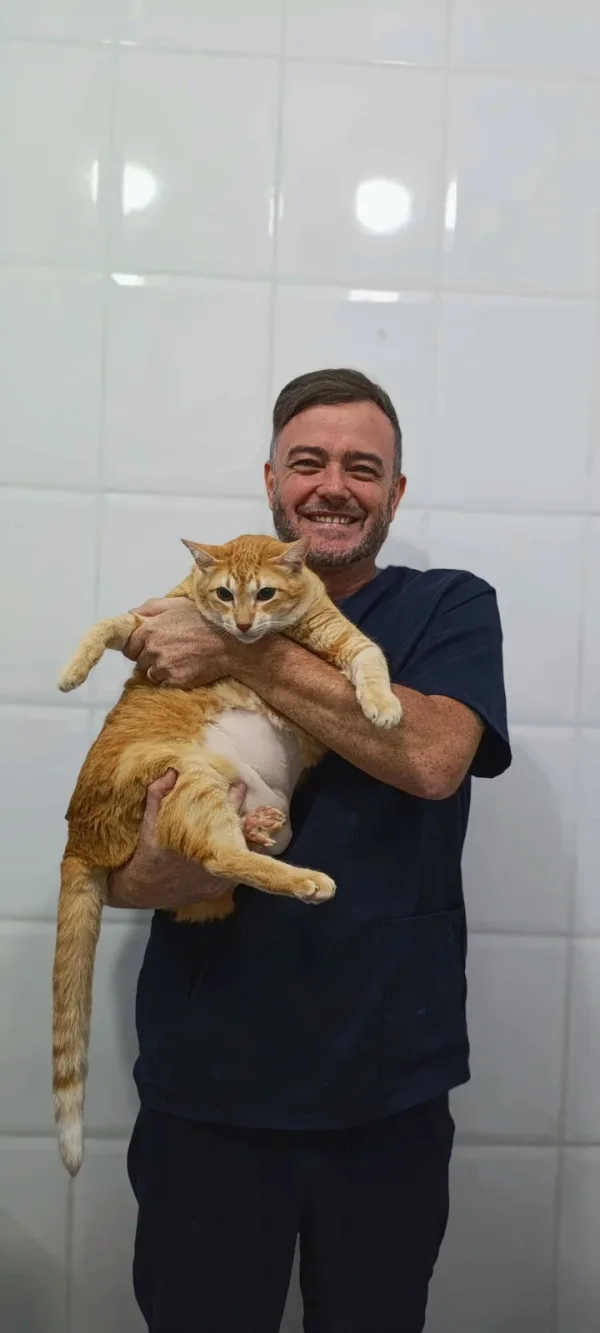 Carinho com o gato laranja
