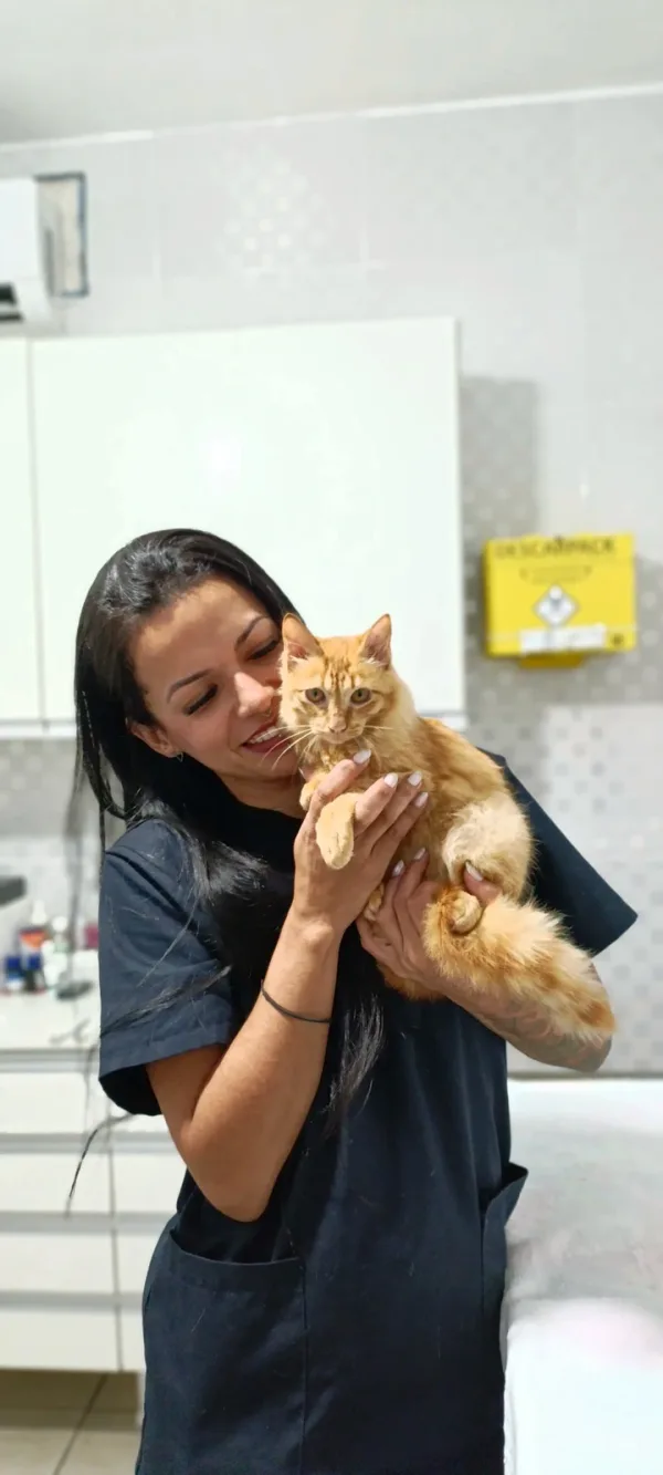 Carinho para o gato laranja