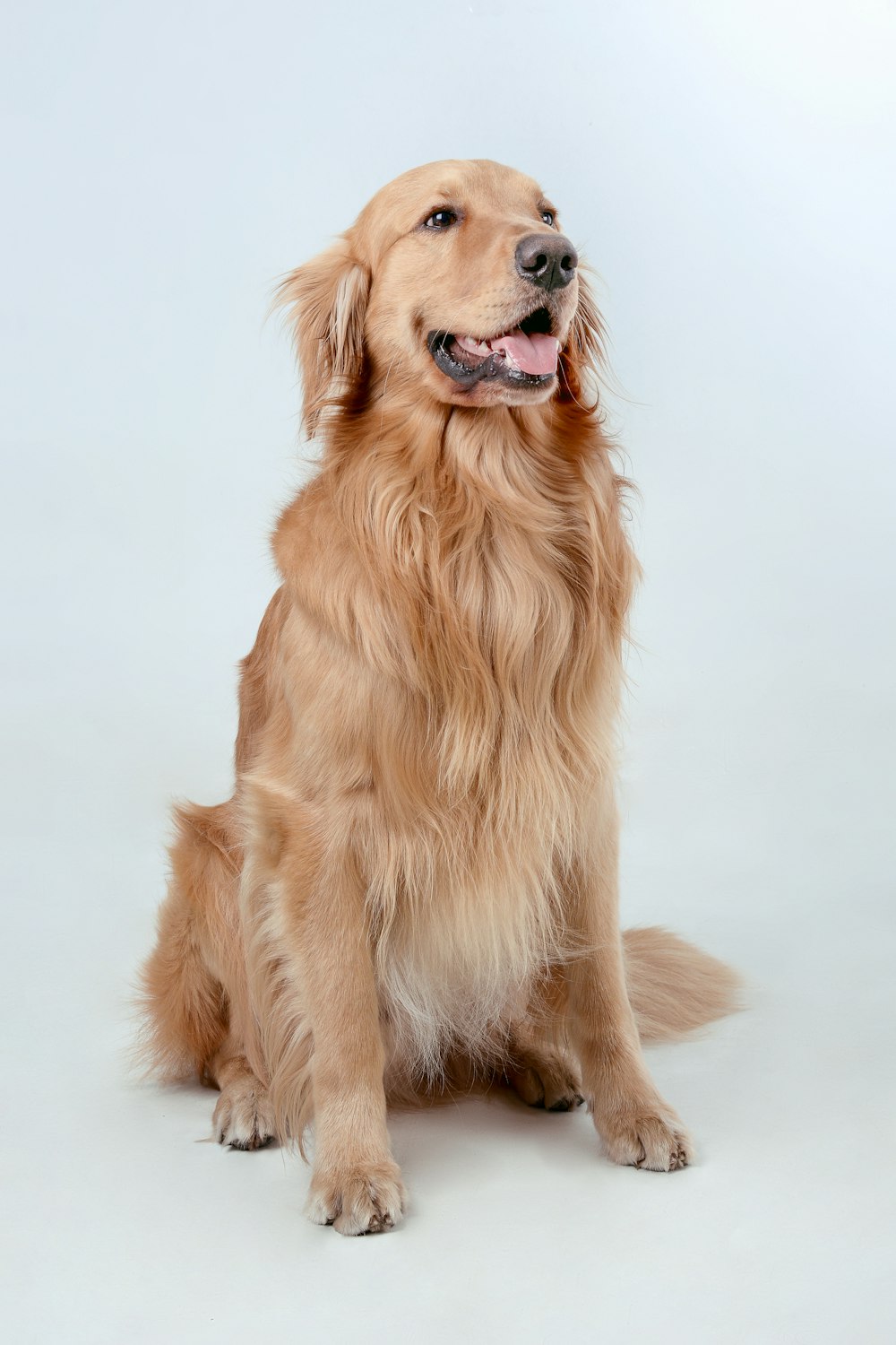 Cachorro sorrindo