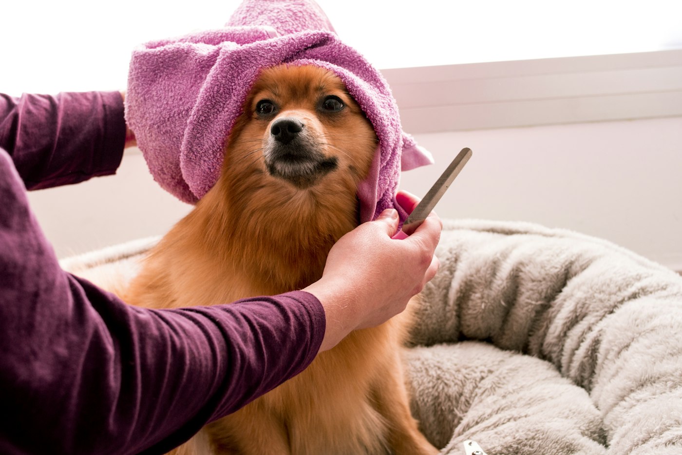 Cachorro de toalha sendo penteado